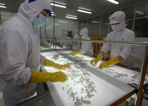 Doanh nghiệp trong nước gặp khó trước lệnh cấm nhập khẩu tôm từ Úc